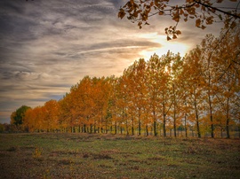 Aranyozott fák a novemberi napsütésben