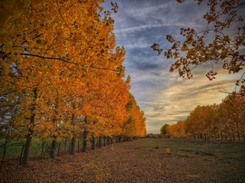 Aranyozott fasor november elején