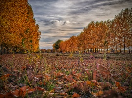 Gyarapodó levélszőnyeg