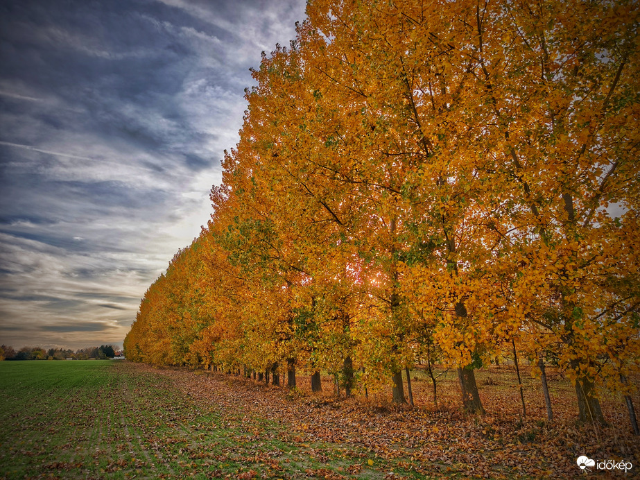 Aranyozott novemberi délután