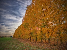 Aranyozott novemberi délután