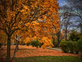 Park az őszi levélkarnevál végén