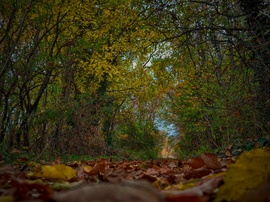 Novemberi őszi alagút