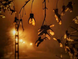 Ködös novemberi este