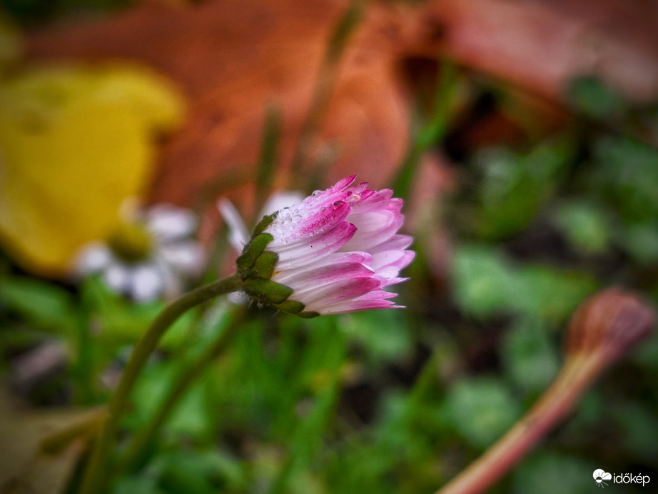 Fázós százszorszép őszi levelekkel