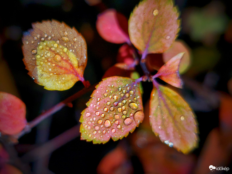 November éjjeli őszi háttérkép