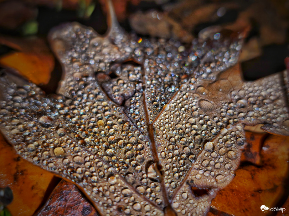 Szitáló eső varázsa egy őszi levelen