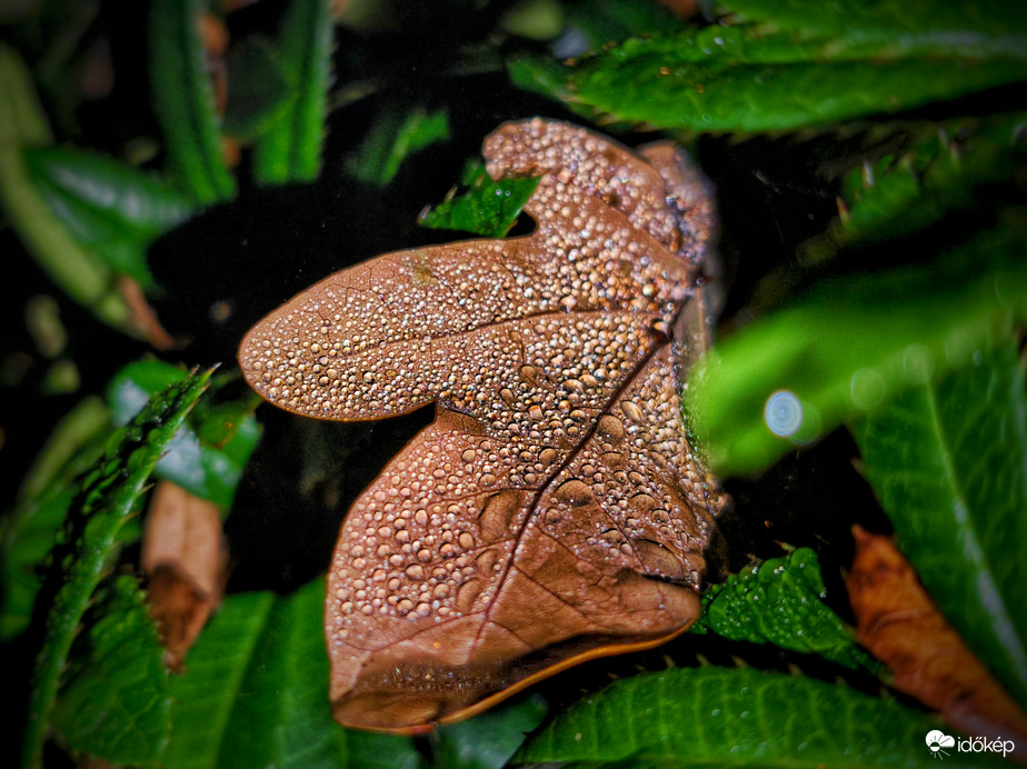 Eltévedt kincses őszi falevél