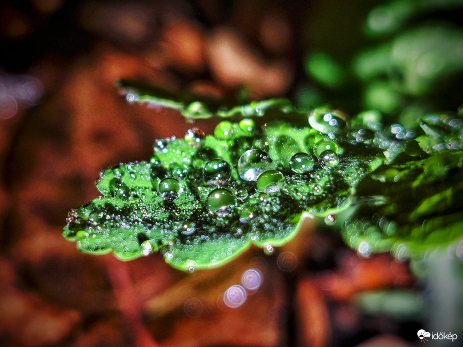 Csepergő eső ékszerei