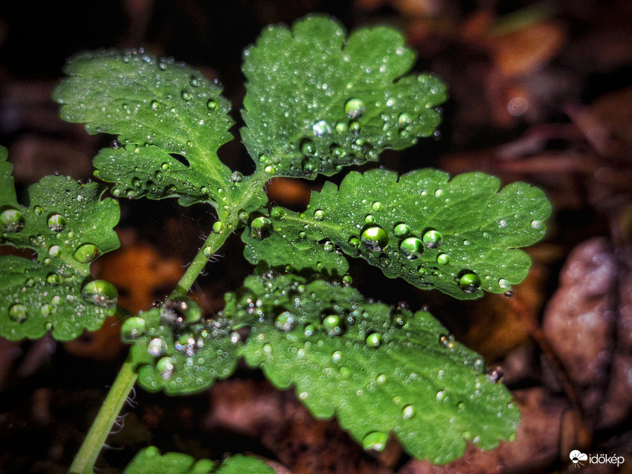 Csapdába esettek esete