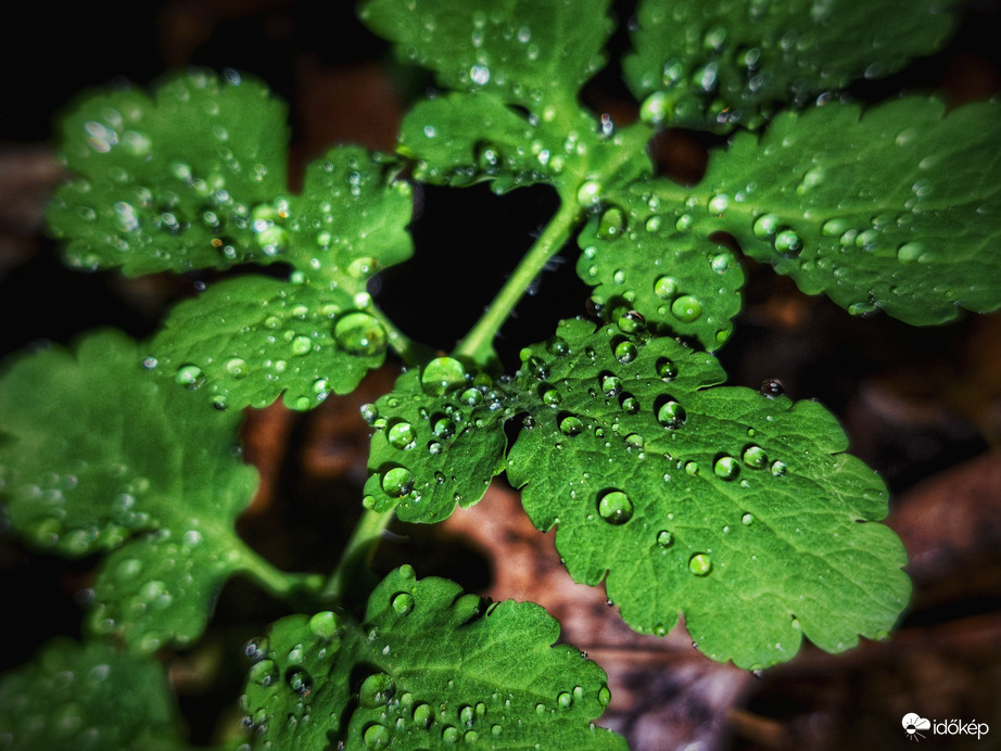 A cseppek szorgosan gyűlnek, a mm-ek már nem annyira