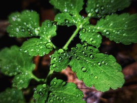 A cseppek szorgosan gyűlnek, a mm-ek már nem annyira