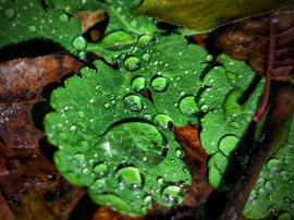 Gyöngyfalók társasága