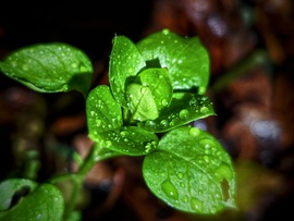 Unaloműző esőcseppek