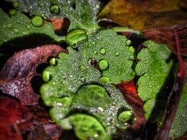 Ködgyöngyök csodájára járva