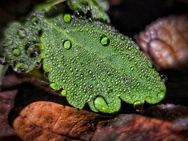 Ködszitálás ékszerei