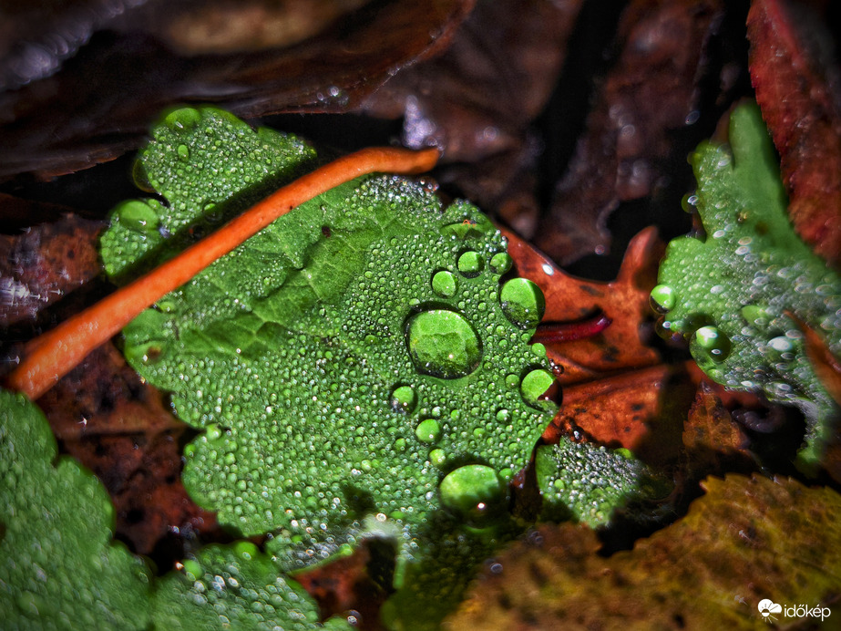 A mai fotótémát a ködszitálás támogatta
