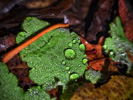 A mai fotótémát a ködszitálás támogatta