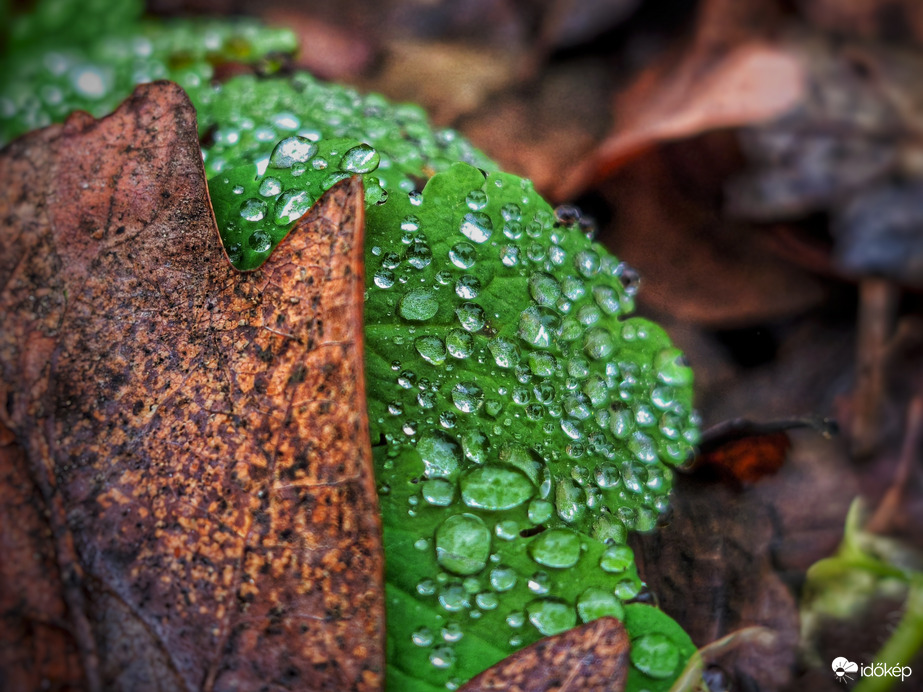 Színek a hidegpárna alatt