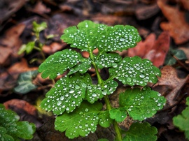 Ezüstös kincsek a borús időben
