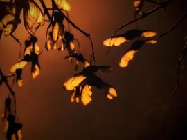 Lámpafényben sütkérezők