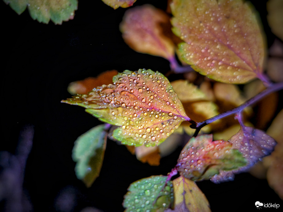 Gyöngyök advent negyedik vasárnapján