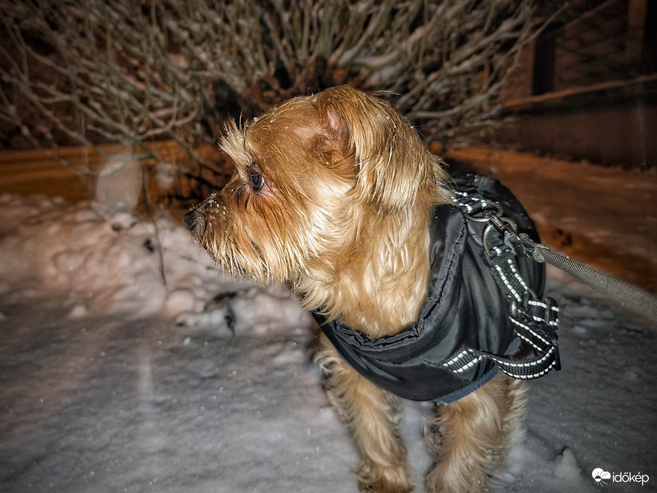 5 perc séta is sok az 5 centis hóban