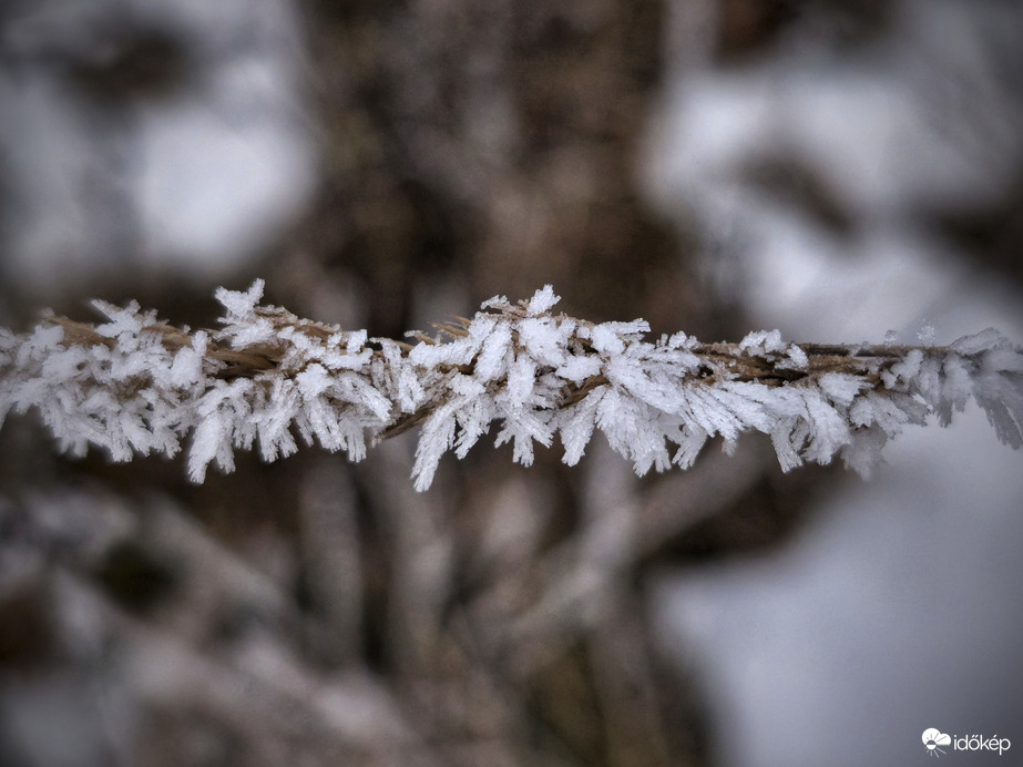 Fagyos tüskéket növesztve