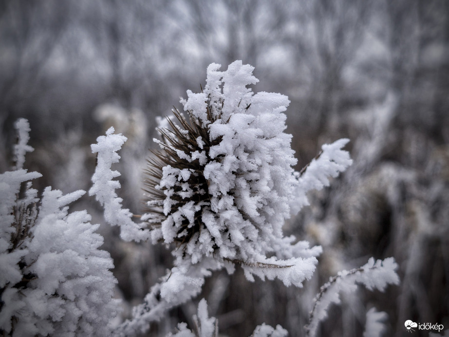 Zúzmarás mezei mikrofon