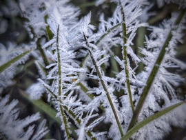 Tüskéket növesztett fűszálak