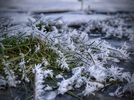 Szúrós jégvarázs