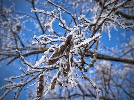 Dermesztő fagyok végén