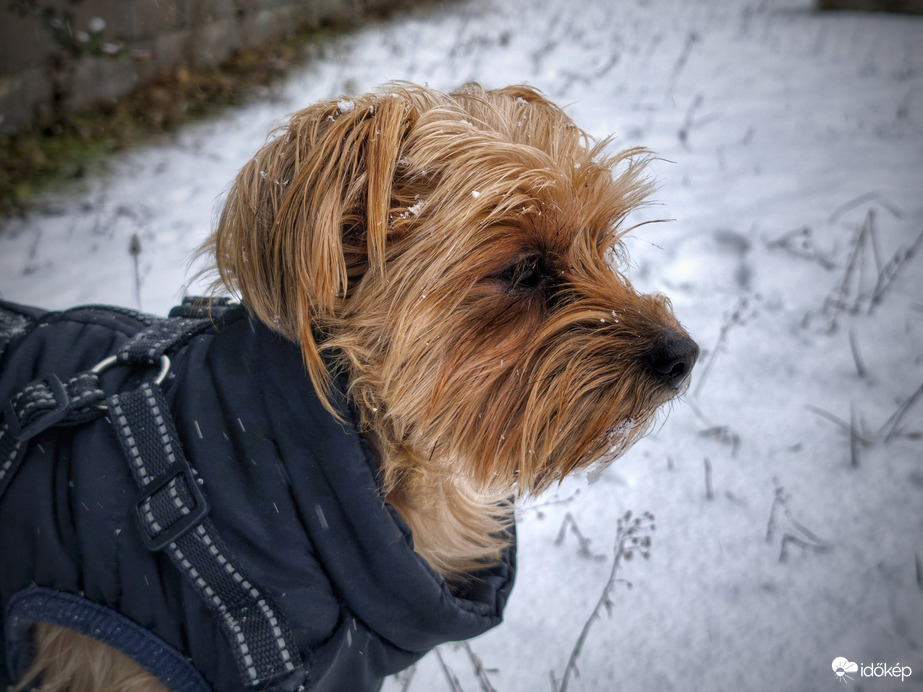 Mazsola és a havazás