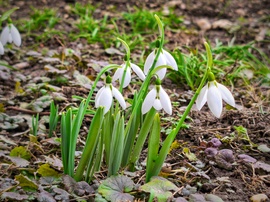 Újabb csokor hóvirág bújt elő