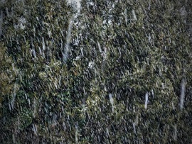 Hull a pelyhes fehérség