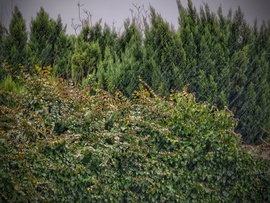 Hétfői záporos helyzet