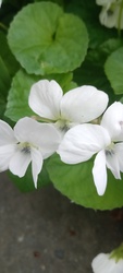 Virag