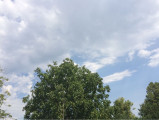 Gyömrő