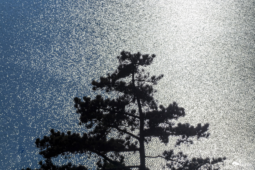 Kora tavaszi kékség