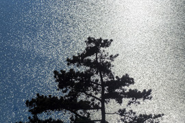 Kora tavaszi kékség