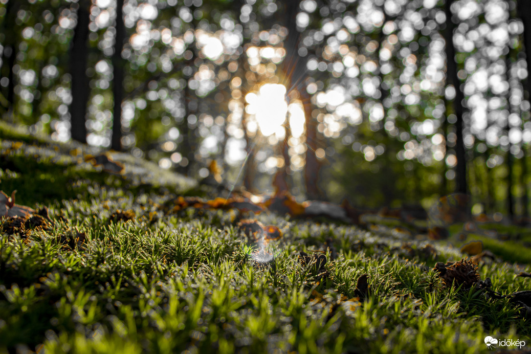 Úttalan erdei utakon.