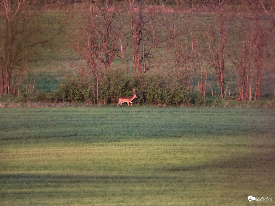 Szabadtéri állatkert