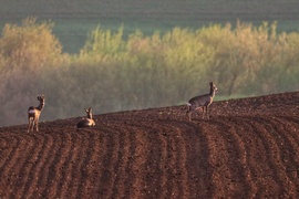 Reggeli Mátra-lába