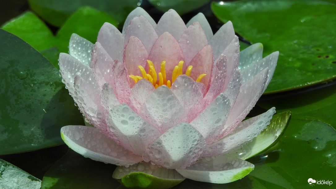 Kertitavam első rózsikája