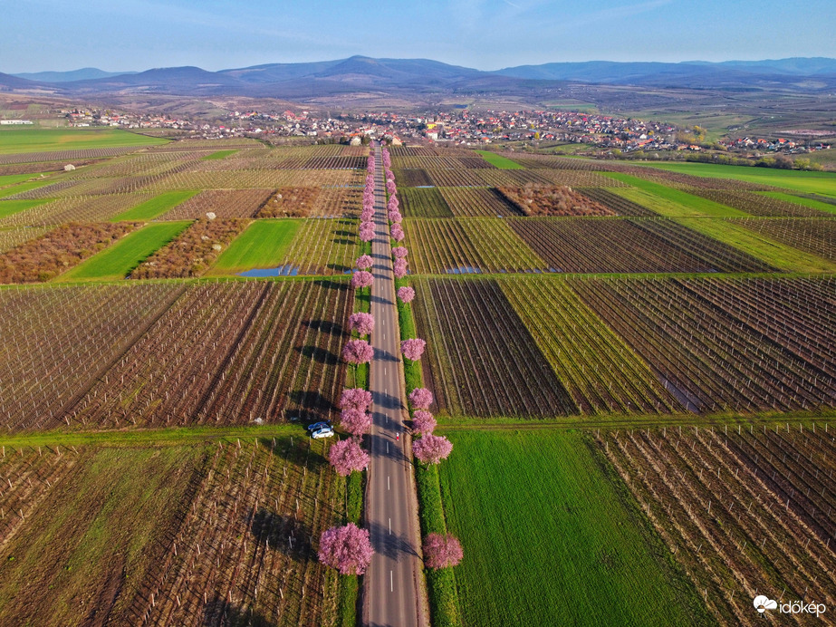 2024 vérszilva fasor