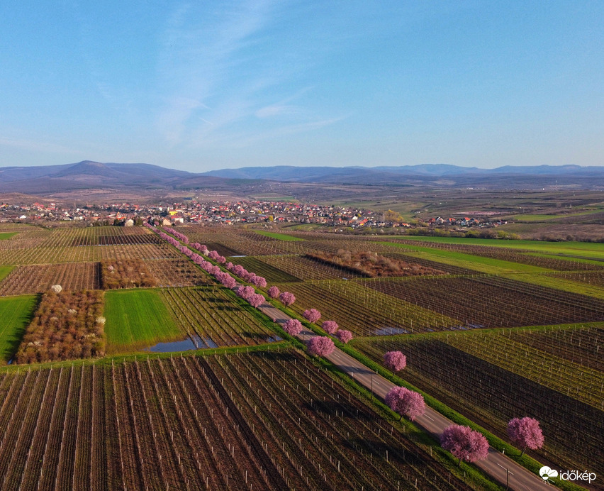 2024 vérszilva fasor