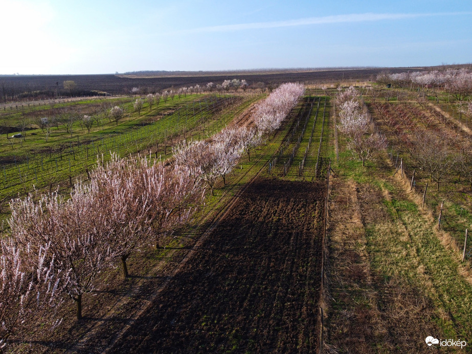 2024 vérszilva fasor