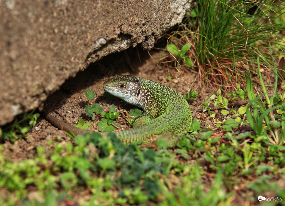 Élőlények az udvarban