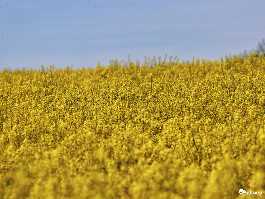 Sárgaság a Mátra lábánál