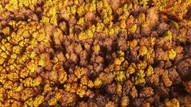 Kékestető kiszínesedett